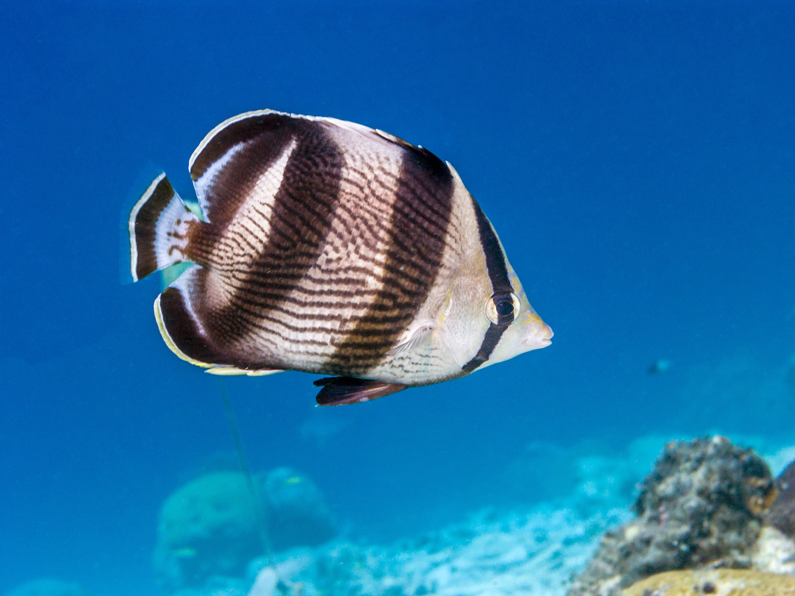 100 Animals That Start with B: From Majestic Bald Eagles to Elusive ...