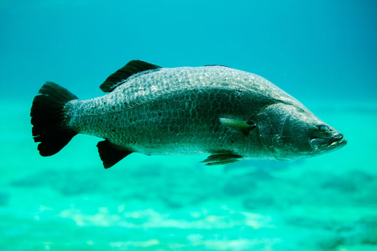 100 Animals That Start with B: From Majestic Bald Eagles to Elusive ...