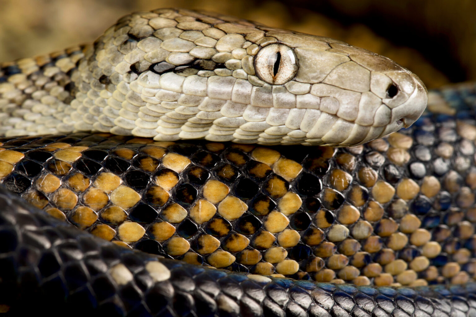 Photo inspiration: Calcium Needs For Jamaican Boa Eats Reference: 76 Animals That Start With J From Jungle Jaguars To