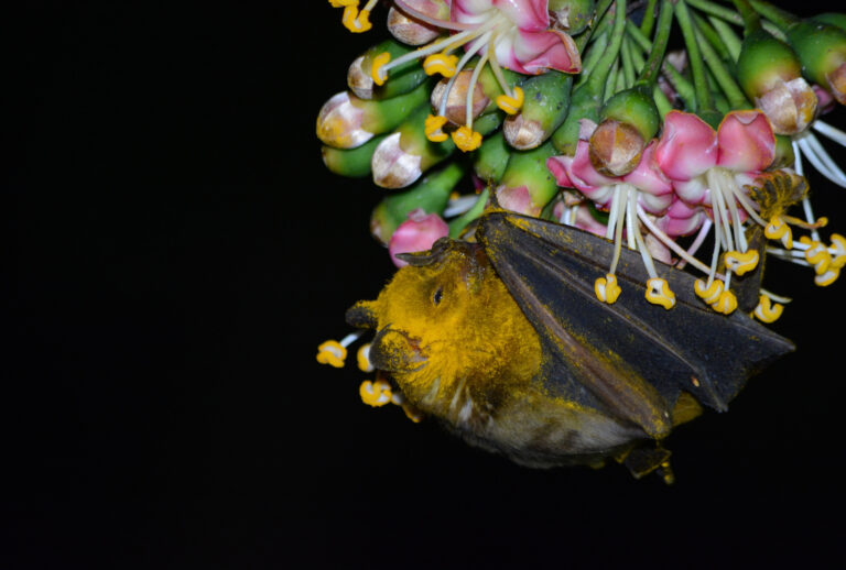 76 Animals That Start with J Wildlife Explored