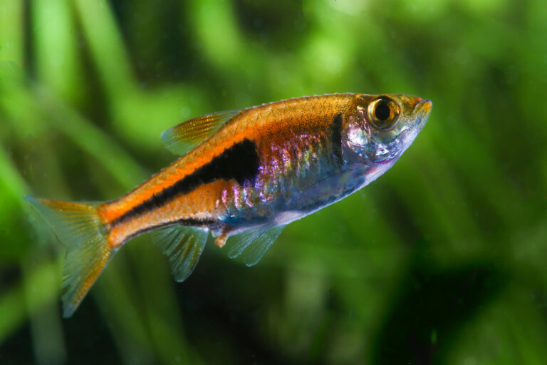 104 Animals That Start with L: From Lively Llamas to Majestic Lions ...