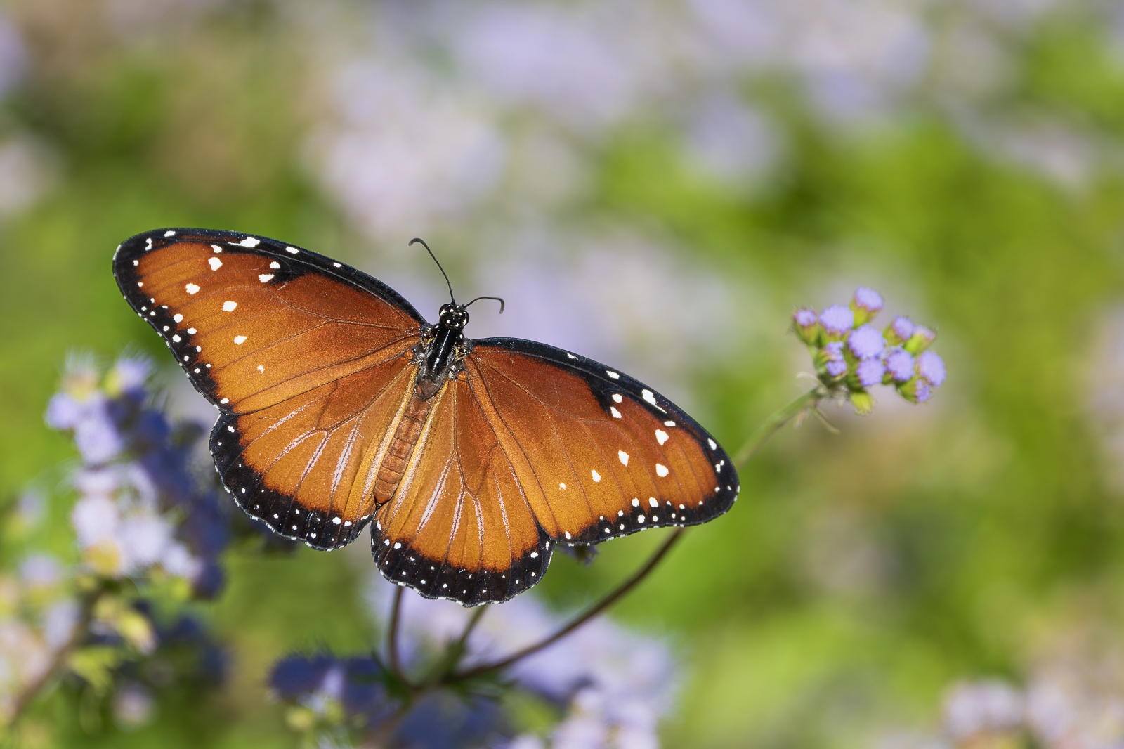 Q Insects 41 Animals That Start with Q: From Chatty Quaker Parrots to Cute ...