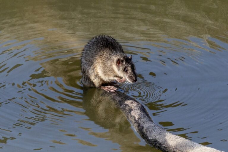 103 Animals That Start with R: From Sneaky Raccoons to Majestic ...