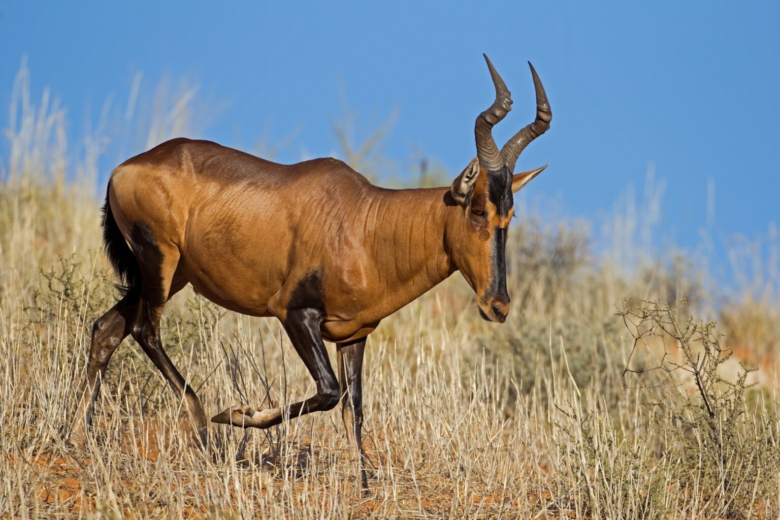 Where Live Ris Animal 103 Animals That Start with R: From Sneaky Raccoons to Majestic ...
