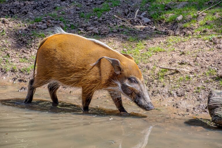 103 Animals That Start with R: From Sneaky Raccoons to Majestic ...