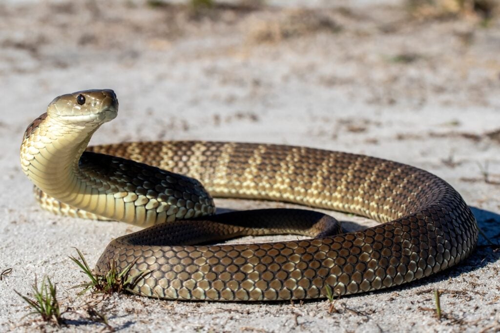 Alert tiger rattlesnake
