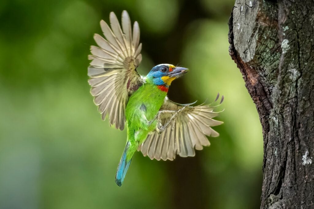 Taiwan barbet in mid-air