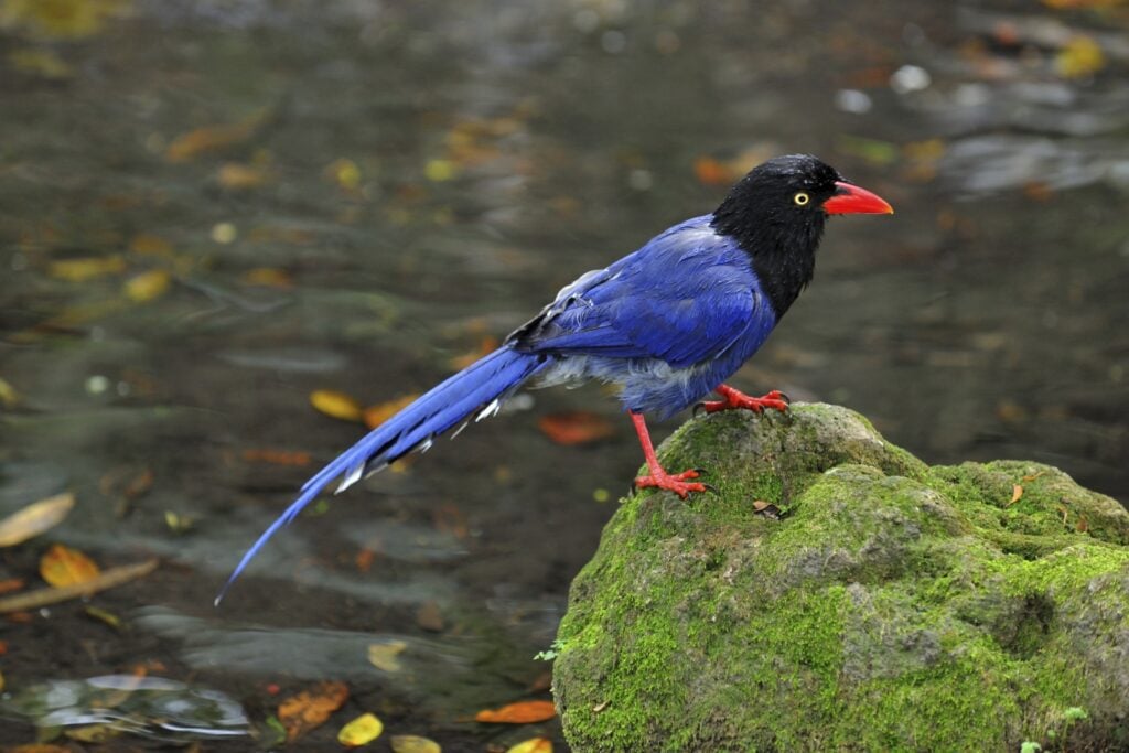 Taiwan blue magpie on rock