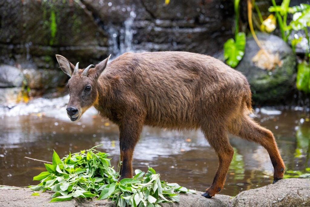 Taiwan serow near water
