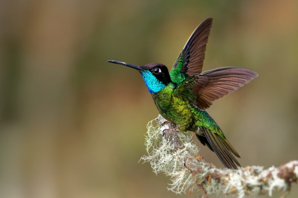 Talamanca hummingbird spreading wings
