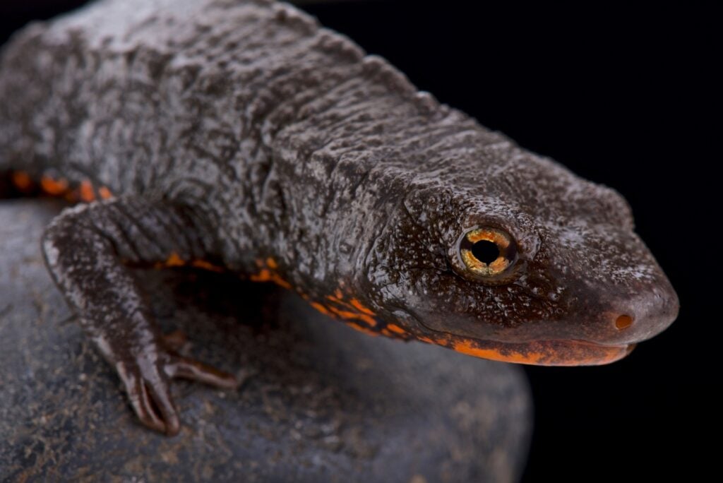 Tam Dao salamander close up