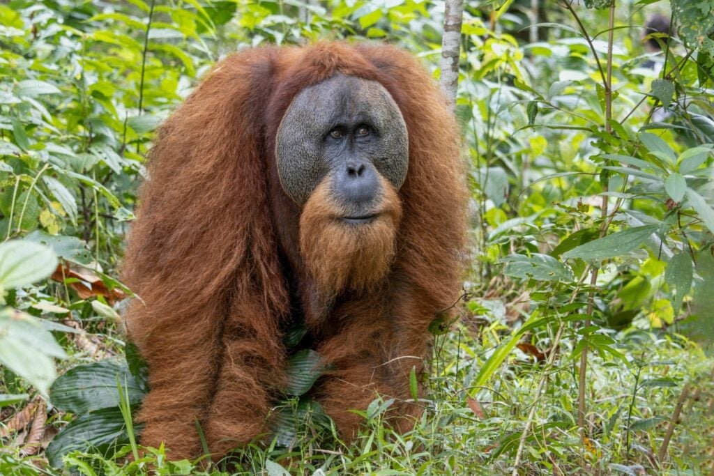 Tapanuli orangutan surrounded by greenery