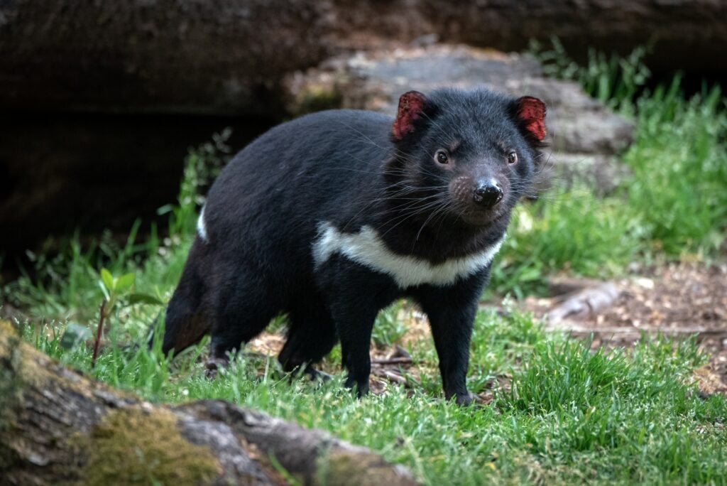Tasmanian devil in the forest