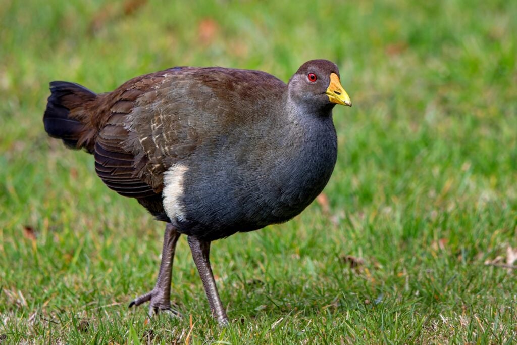 Tasmanian nativehen walking in grass