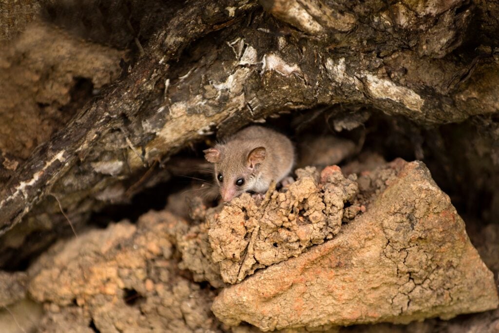 Tasmanian pygmy possum hiding
