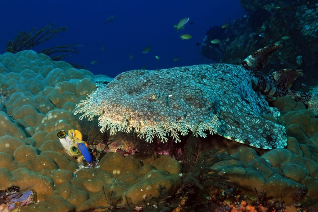 Tasselled wobbegong shark in coral reef