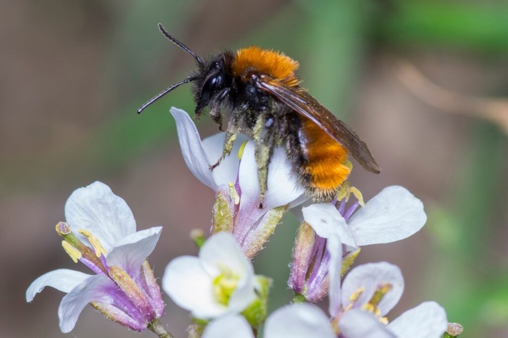 Tawny mining bee on flower