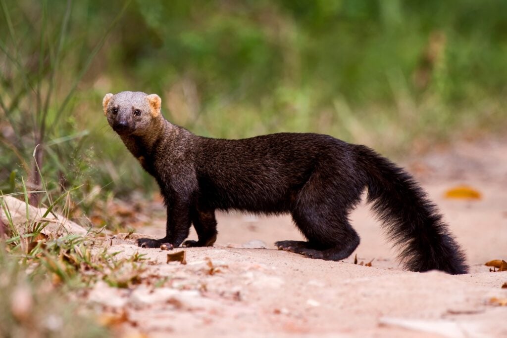 Tayra crossing dirt path