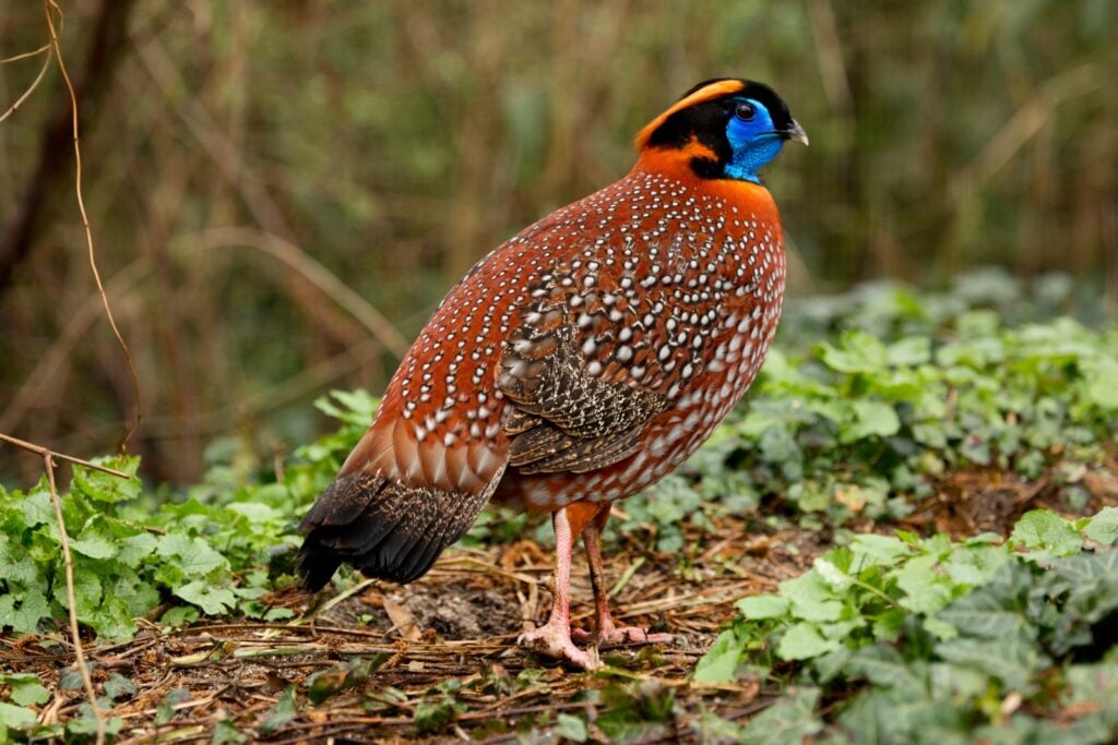 Temminck's tragopan on the ground