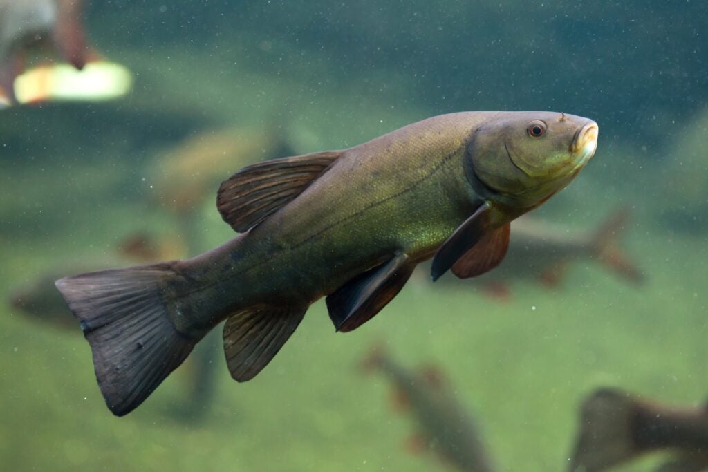 Tench fish swimming