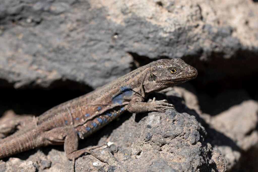 Tenerife speckled lizard on rock