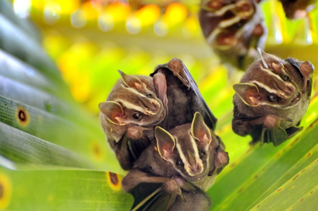 Tent-making bats hanging from tree