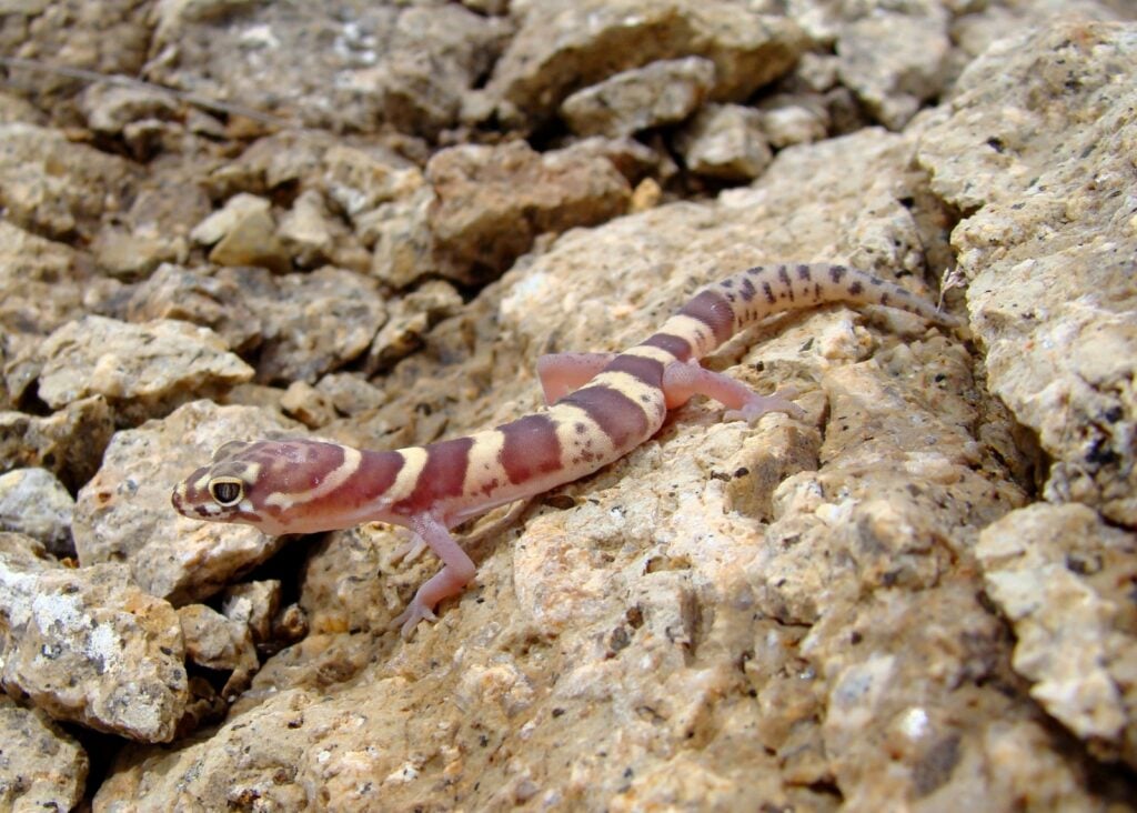 Texas banded gecko on rocks