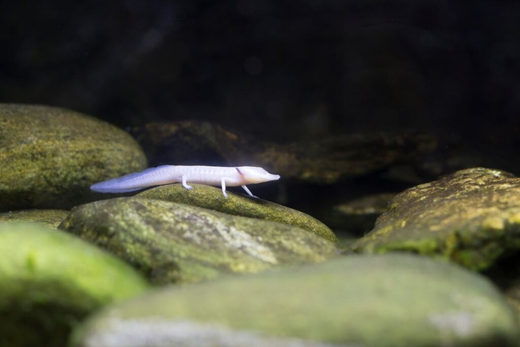 Texas blind salamander on rock