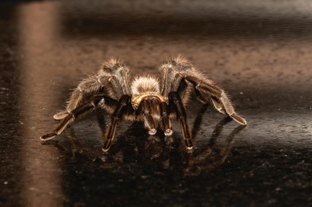 Texas brown tarantula standing still