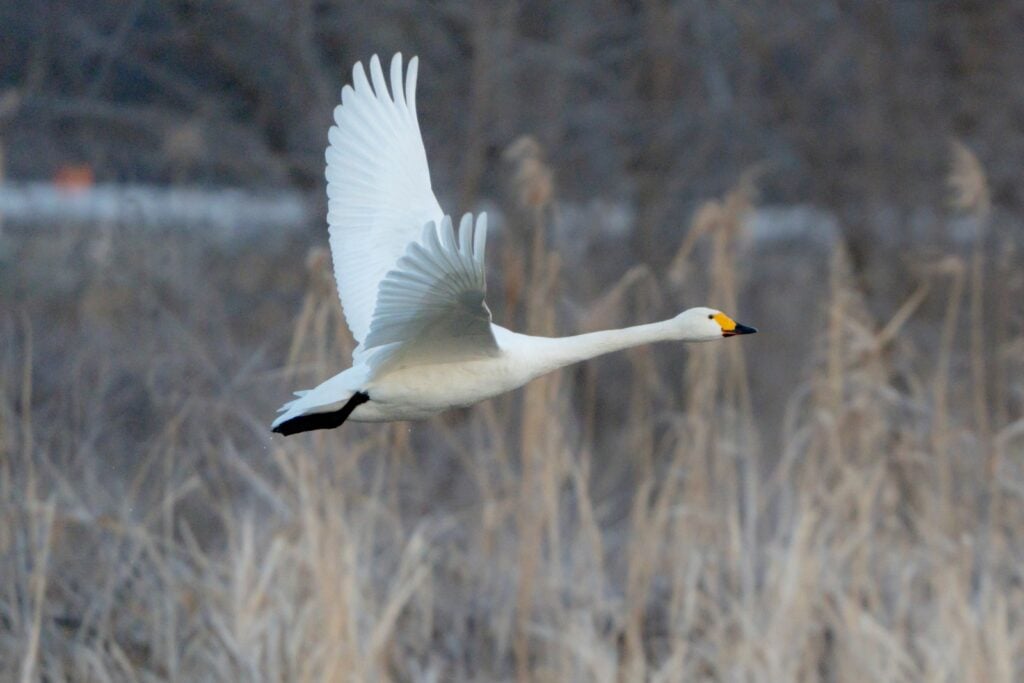 Tundra swan flying