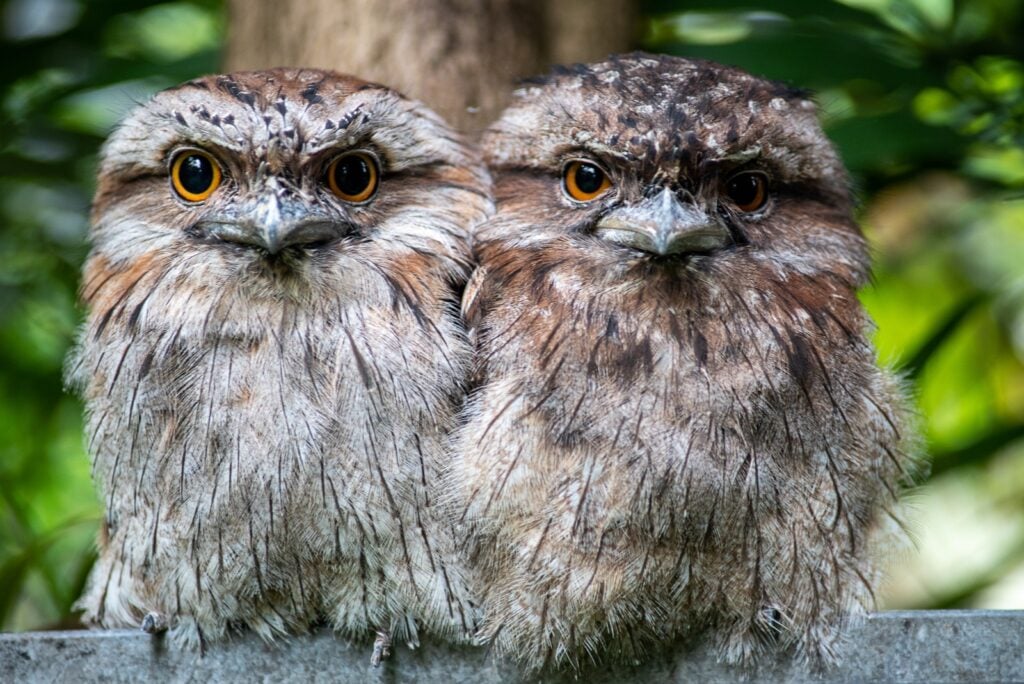 Two tawny frogmouths close together