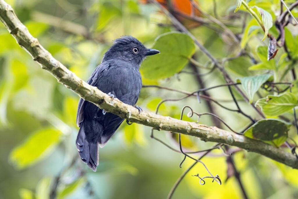 Close up of uniform antshrike on branch
