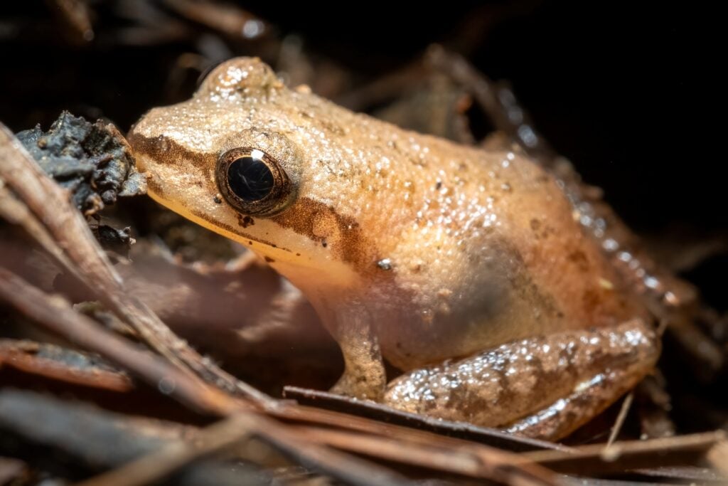 Close up of upland chorus frog