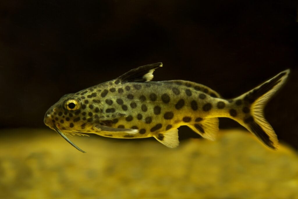 Close up of upside-down catfish