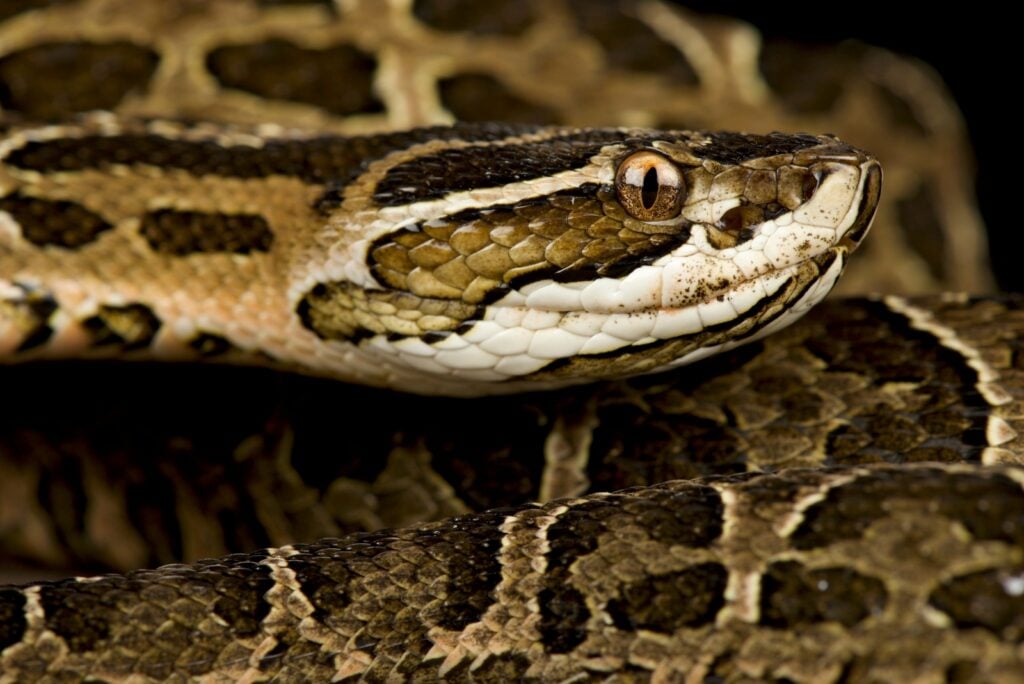 Close up of urutu snake