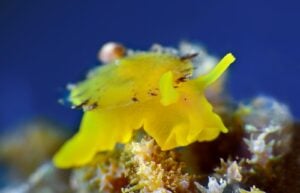 Close up of yellow umbrella slug