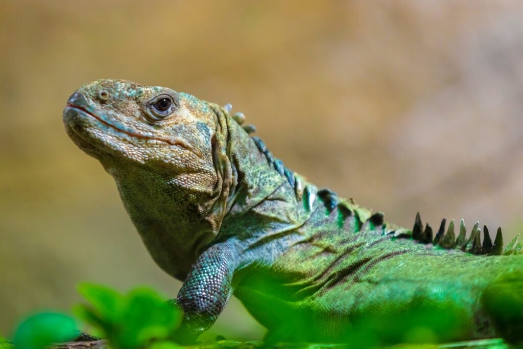 Face of utila spiny-tailed iguana