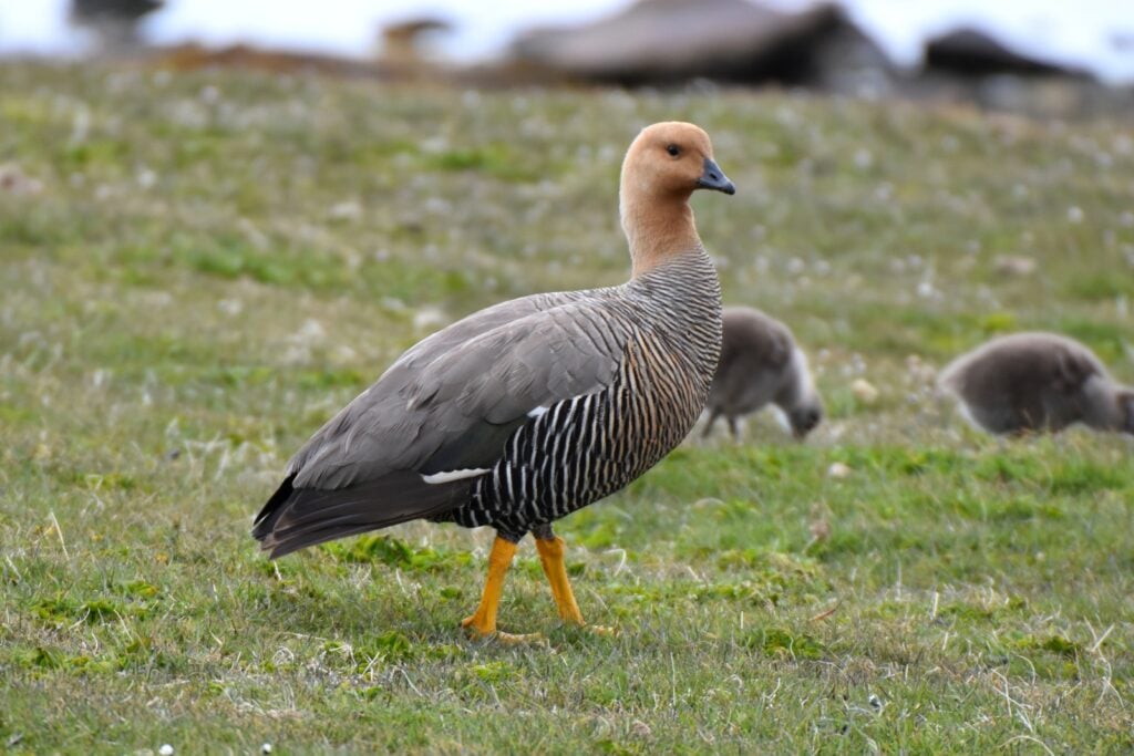 Female upland goose in grassy area