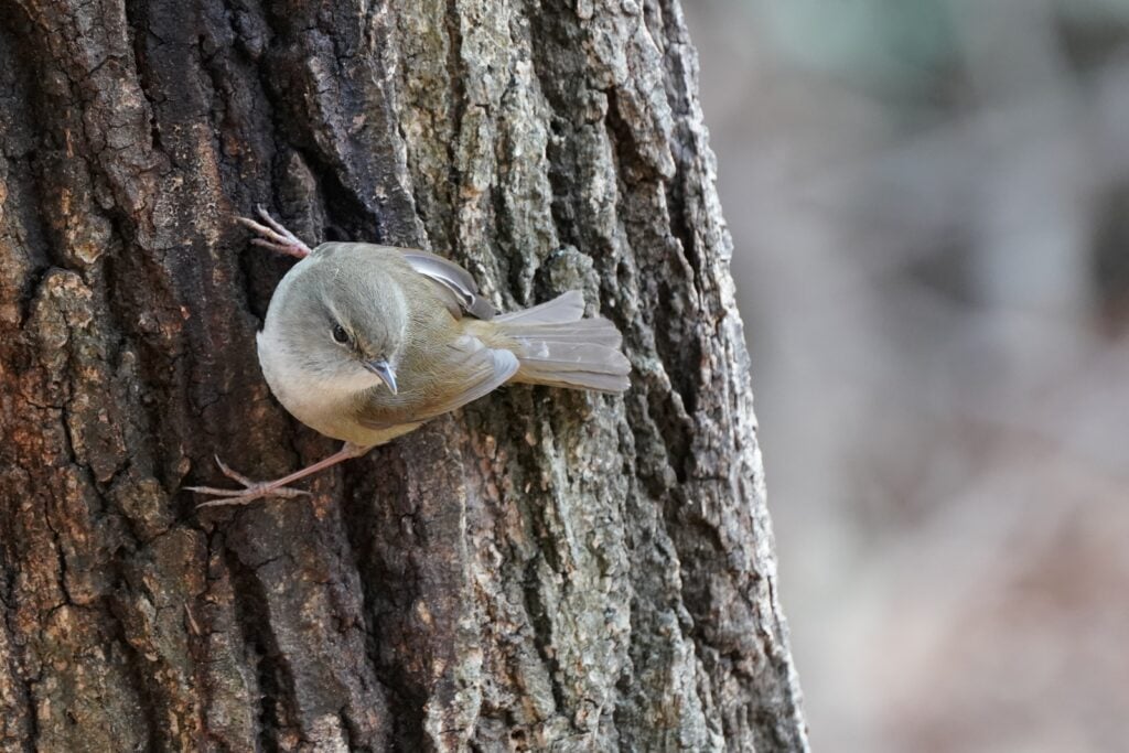 Japanese bush warbler perched sideways on tree