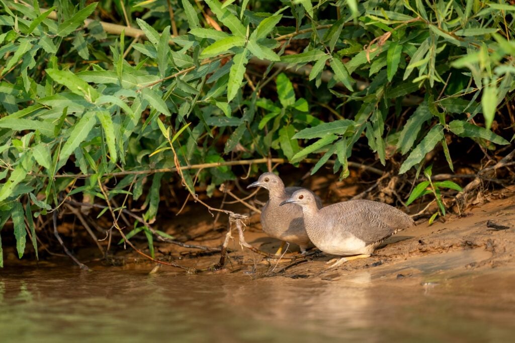 Two undulated tinamou by riverbank