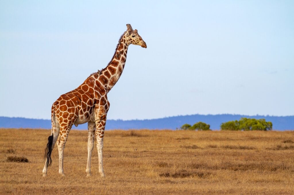 Ugandan giraffe in the wild