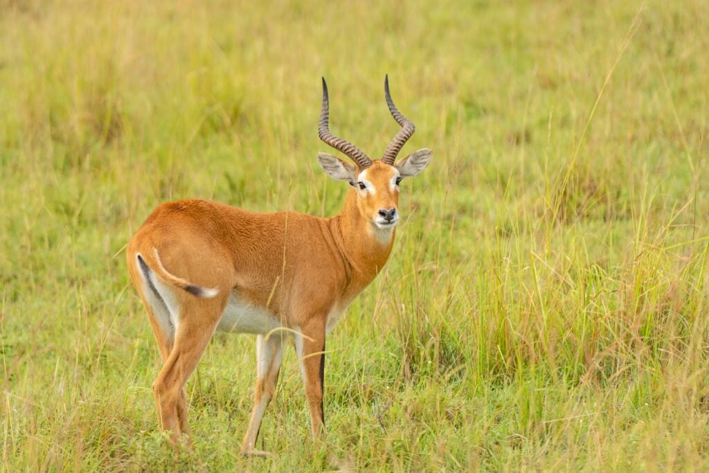 Ugandan kob in grassland