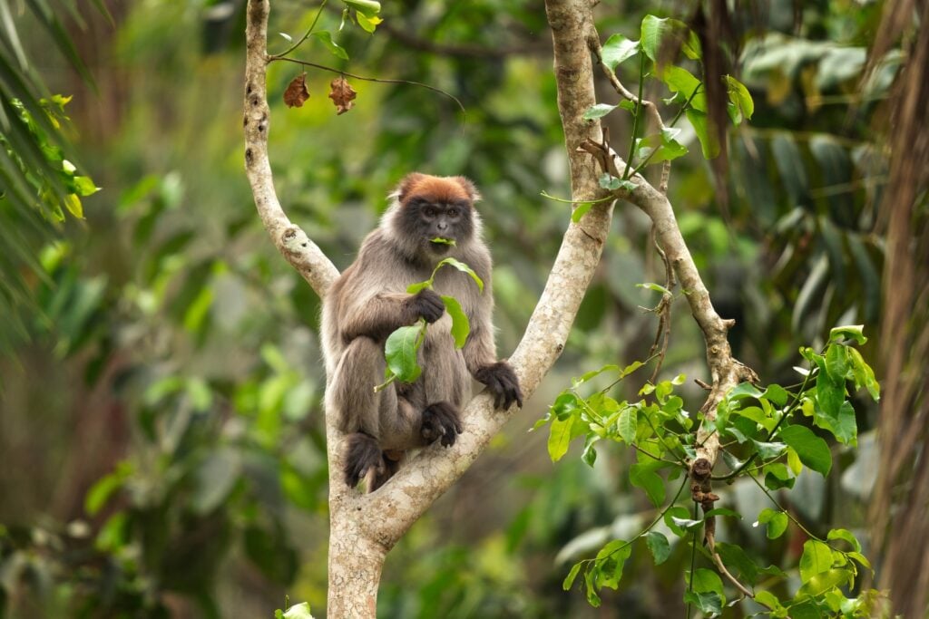 Ugandan red colobus eating leaves