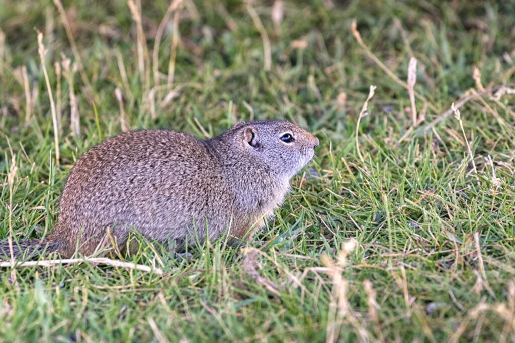 Uinta ground squirrel in the grass