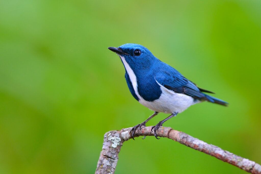 Ultramarine flycatcher perched on thin branch
