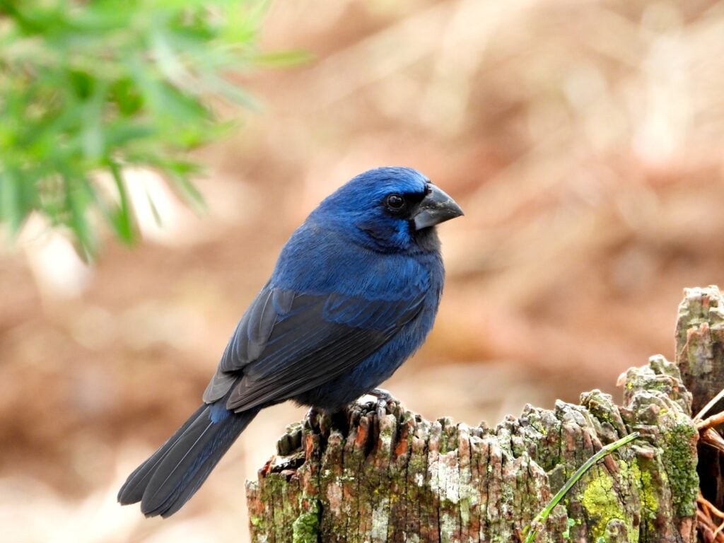 Ultramarine grosbeak on stump