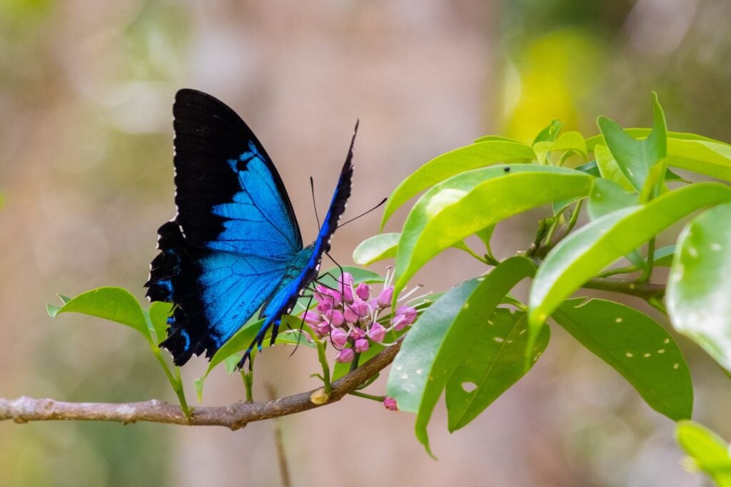 Ulysses butterfly perched on branch