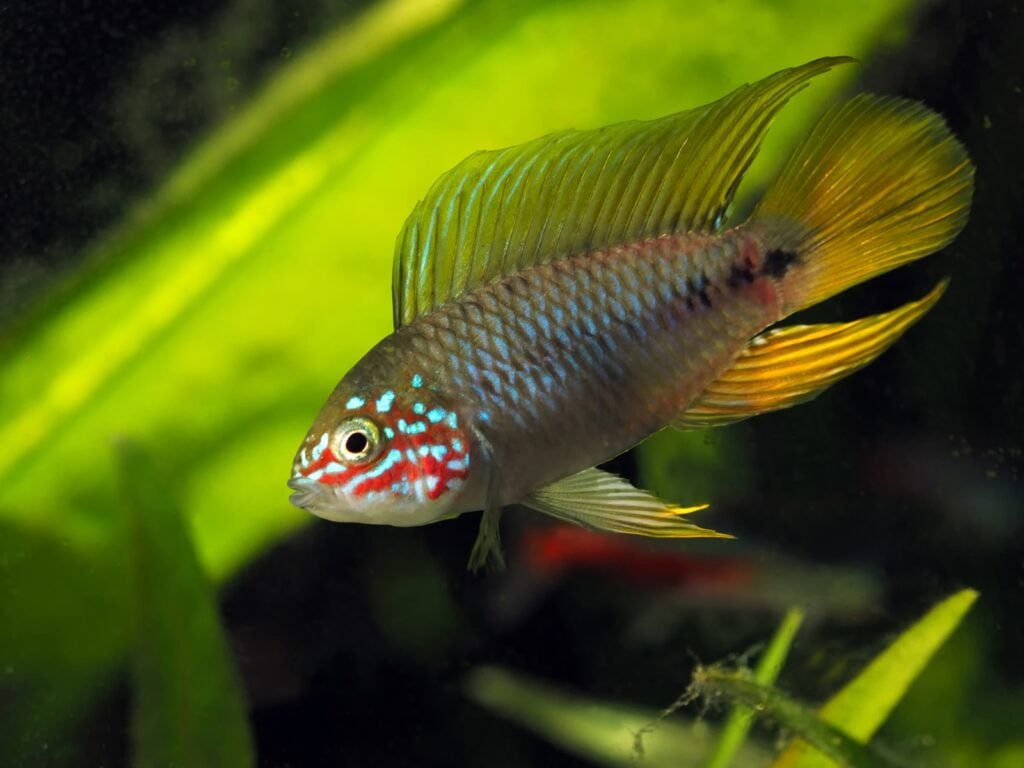 Umbrella cichlid by seaweed