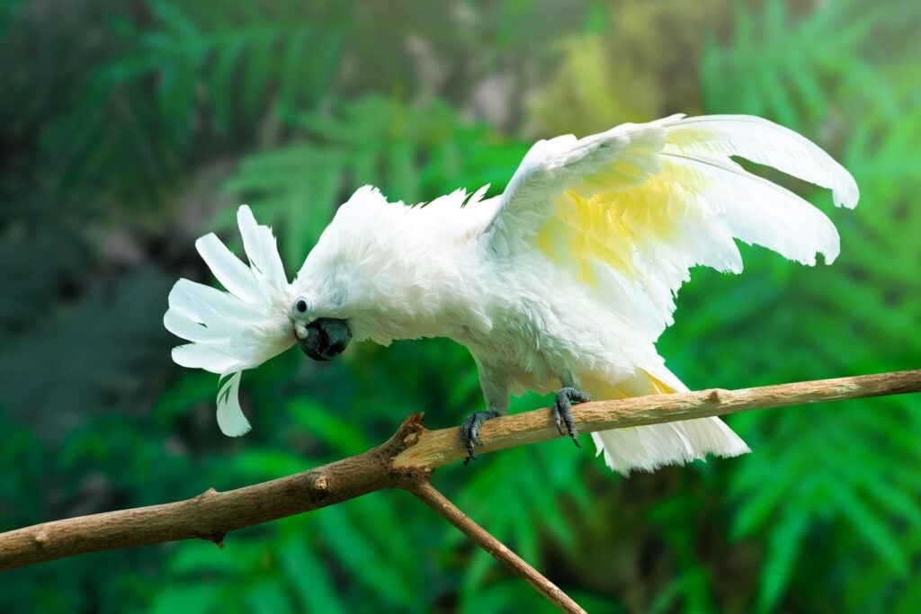 Umbrella cockatoo showing off feathers