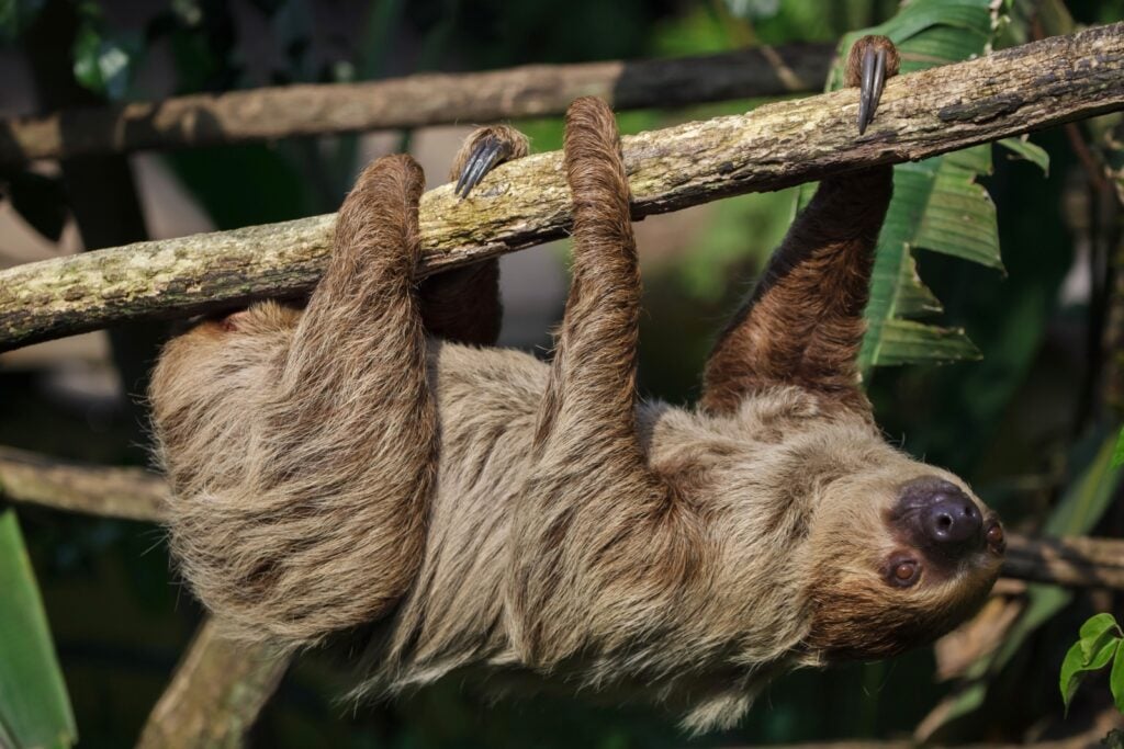 Unau sloth climbing on branch